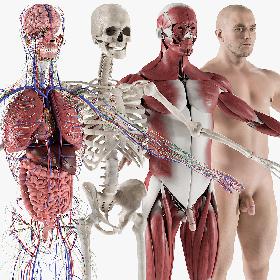 3D Male Complete Anatomy